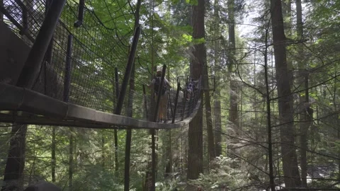 Treetop Suspension Bridge Stock Footage 268775042