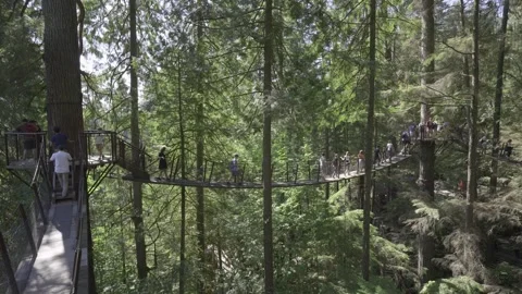 Treetop Suspension Bridge Stock Footage 268775043