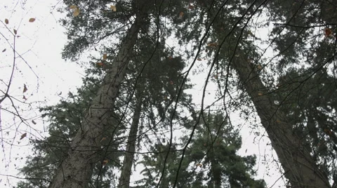 Treetop Tracking Video stock 44284727