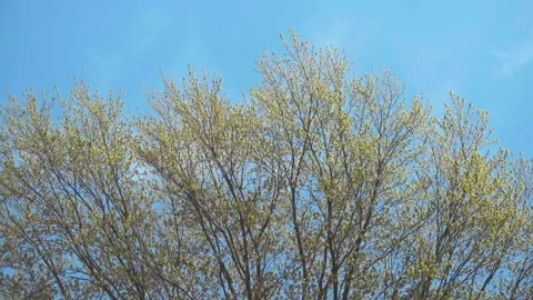 Treetop under blue sky with some wind and clouds at springtime Видео 130883683