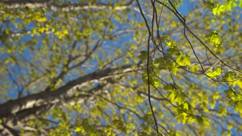 Treetop under blue sky at springtime / one branch in focus Stockbeeldmateriaal 130883418