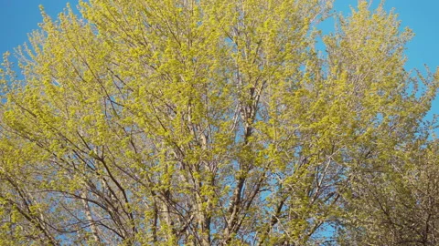 Treetop under bright sun light with blue sky at springtime Stock Footage 130882754