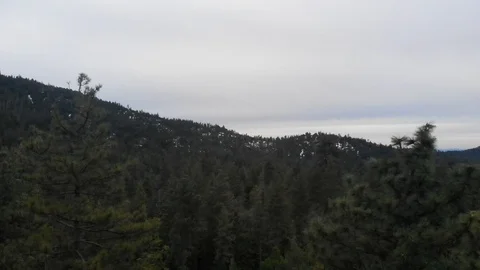 Treetop View after Sunset Video stock 123596481