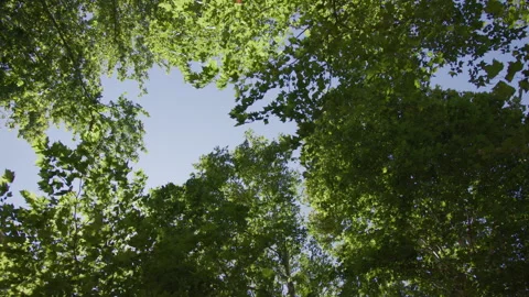 Treetop view against sky Stock Footage 268205343