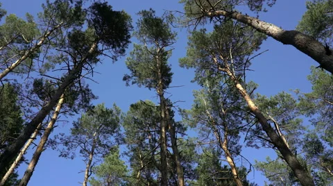 Treetop view from the bottom Stock Footage 62732297