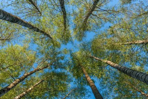 Treetop view from the bottom Stock Photos