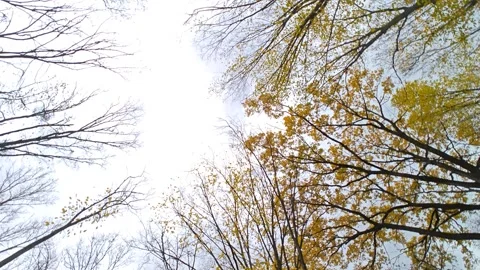 Treetop view, circular motion Stock-Footage 319914710