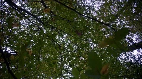 Treetop view in a dense forest Stock-Fotos