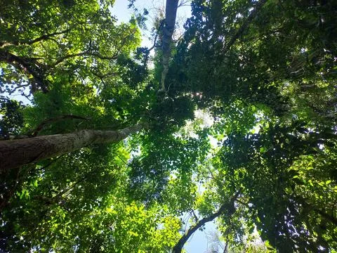 Treetop View in Dense Forest Stock Photos
