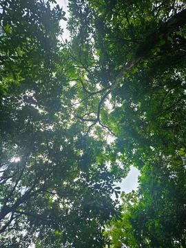 Treetop View Stock Photos