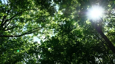 Treetop view in a riverside forest in the austrian national park donauauen Stock Footage 154839327
