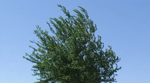 Treetop in wind against a blue sky Stock Footage 40590989