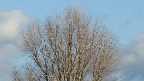Treetop in winter, white clouds, blue sky, storm, wind, movement Stock Footage 121405625