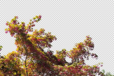 Treetop with Wispy Clouds + Alpha Fotos Stock