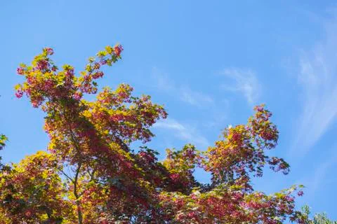Treetop with Wispy Clouds Fotos Stock