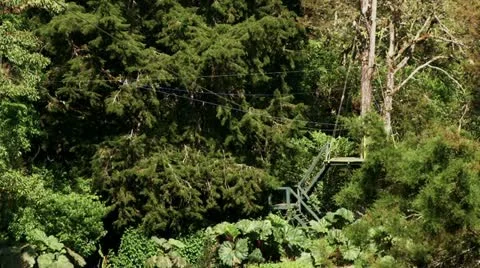 Treetop zipline Stock Footage 21930141