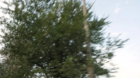 Treetop2 Stockbeeldmateriaal 173701078