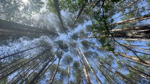 Treetops 1 Fotos de archivo