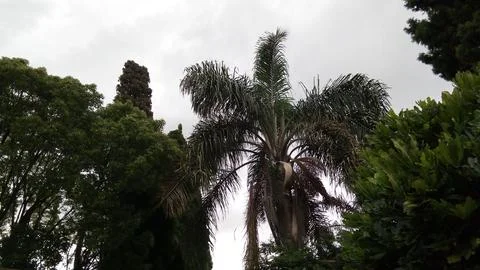 Treetops (1) Stockfoto's