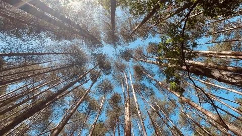 Treetops 2 Fotos de archivo