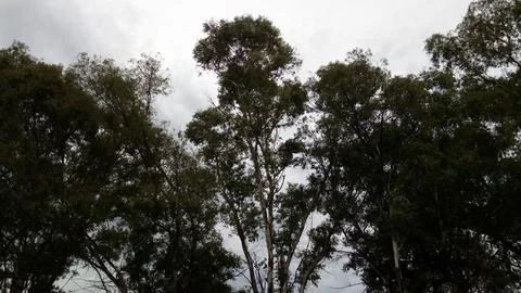 Treetops (2) Stockfoto's