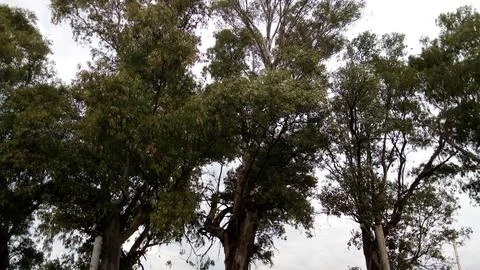 Treetops (3) Stockfoto's