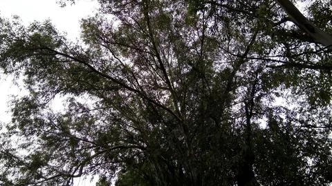 Treetops (4) Stockfoto's