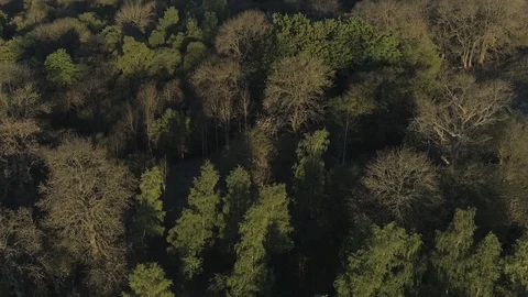 Treetops from above Stock Footage 114046498