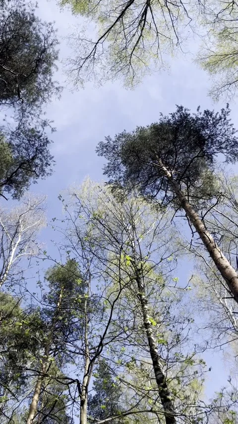 Treetops against the blue sky Stock Footage 273848561