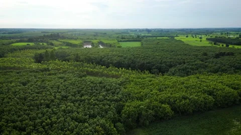Treetops against the bright blue sky Forests are natural resources. Stock Footage 241219641