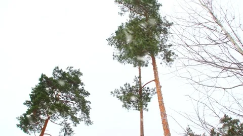 Treetops against a cloudy sky. Stock Footage 341317170