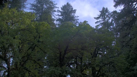 Treetops Against the Sky Stock Footage 91226804