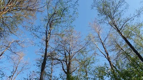 Treetops against the sky Stock Footage 130279331