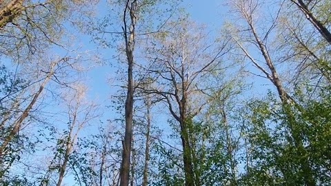 Treetops against the sky Stock Footage 130279359