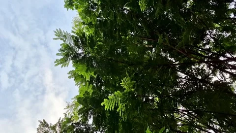 Treetops Against a Soft Cloudy Sky Video Stock Footage 316163013