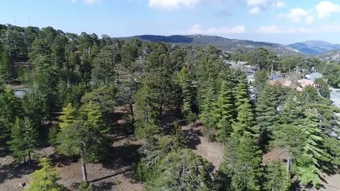 Treetops and birds Stock Footage 78561921