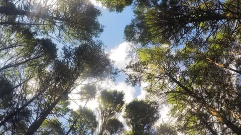 Treetops and blue sky with clouds timelapse Vidéo 81602965