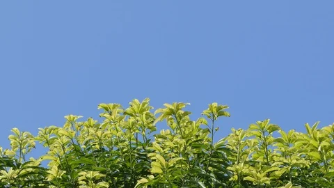 Treetops and blue sky Stock Footage 111382955