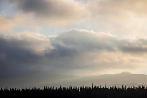 Treetops and clouds Stock Photos
