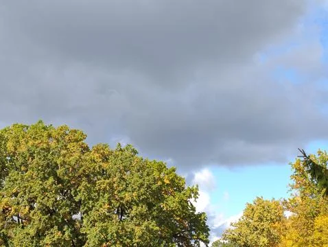 Treetops and clouds Stock Photos