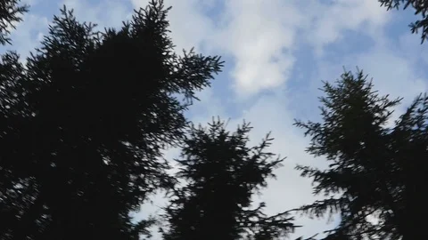 Treetops and cloudy blue sky in a 360-rotation Stock Footage 106087253