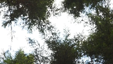 Treetops and sky in a 360 rotation Stock Footage 106087237
