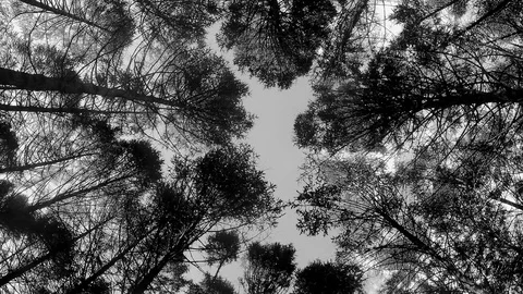 Treetops and sky with clouds in park black and white timelapse Stock Footage 81603925