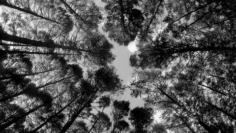 Treetops and sky with clouds in the park black and white timelapse 스톡 동영상 81604977