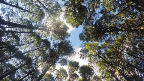 Treetops and sky with clouds in summer day timelapse 스톡 동영상 81604289