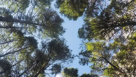 Treetops And Sky With Clouds in summer Timelapse 스톡 동영상 82051903