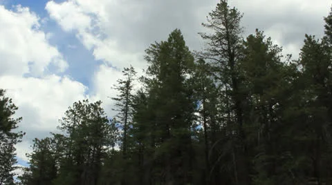 Treetops and Sky Vidéo 24818756