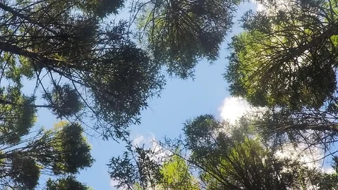 Treetops and sky with white clouds timelapse 動画素材 81605688