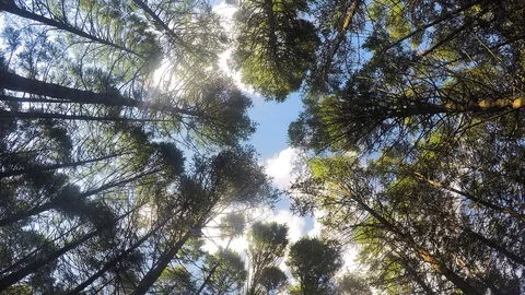 Treetops and sky with white clouds in summer day timelapse 스톡 동영상 81606899