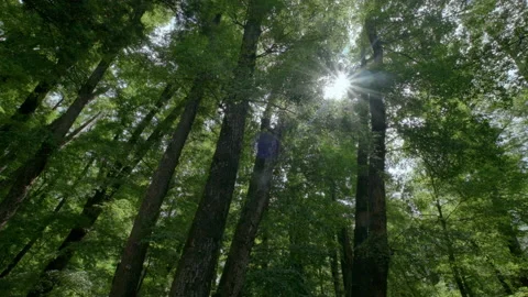 Treetops and sunrays Stock Footage 237485744